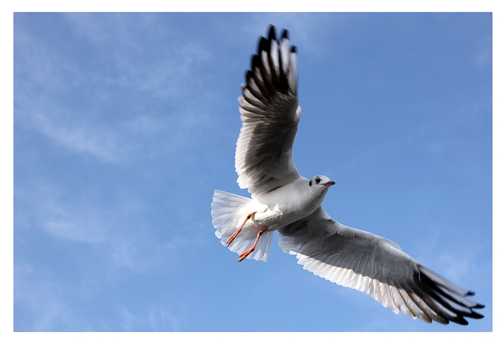 Möwe im Flug 2