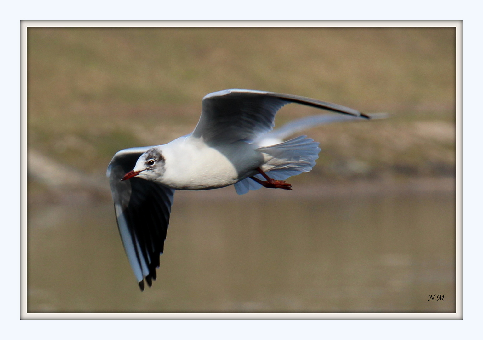 Möwe im Flug (2)