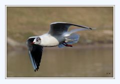 Möwe im Flug (2)