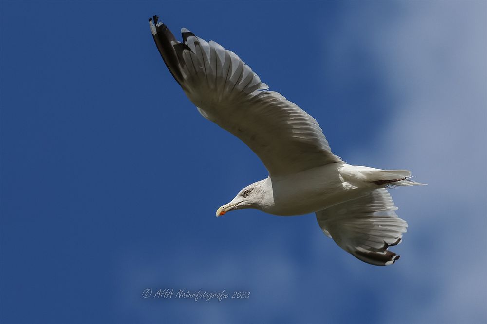 Möwe im Flug - 2