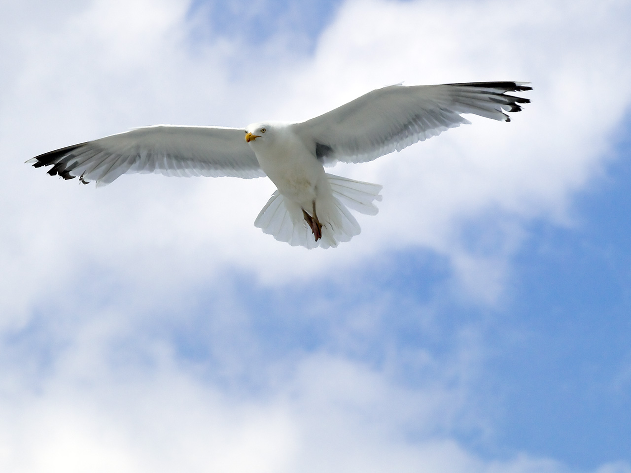 Möwe im Flug