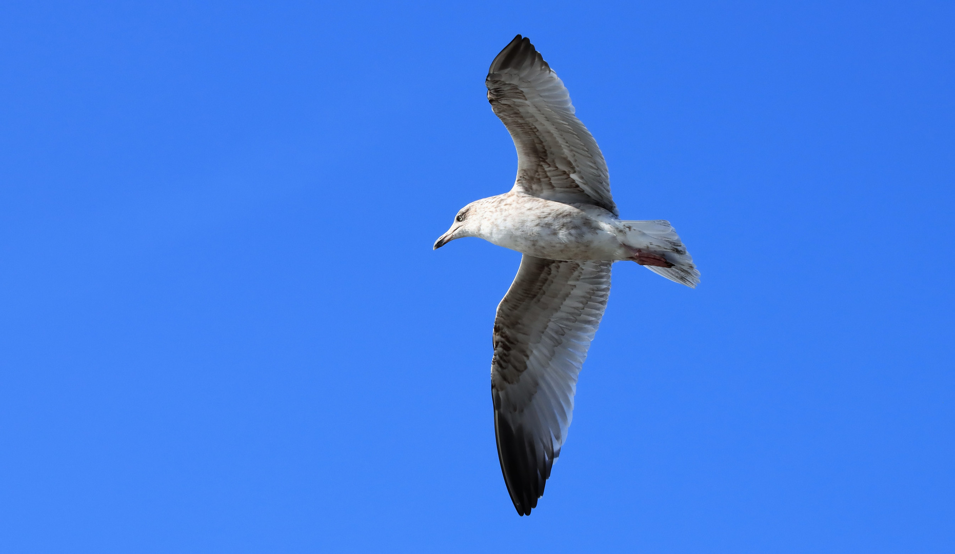 Möwe im Flug