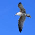 Möwe im Flug