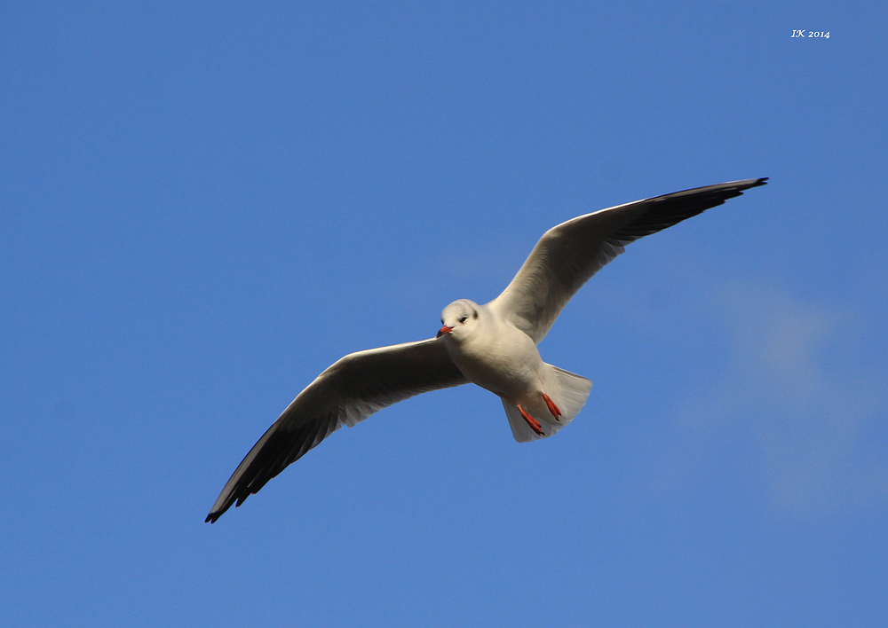 Möwe im Flug