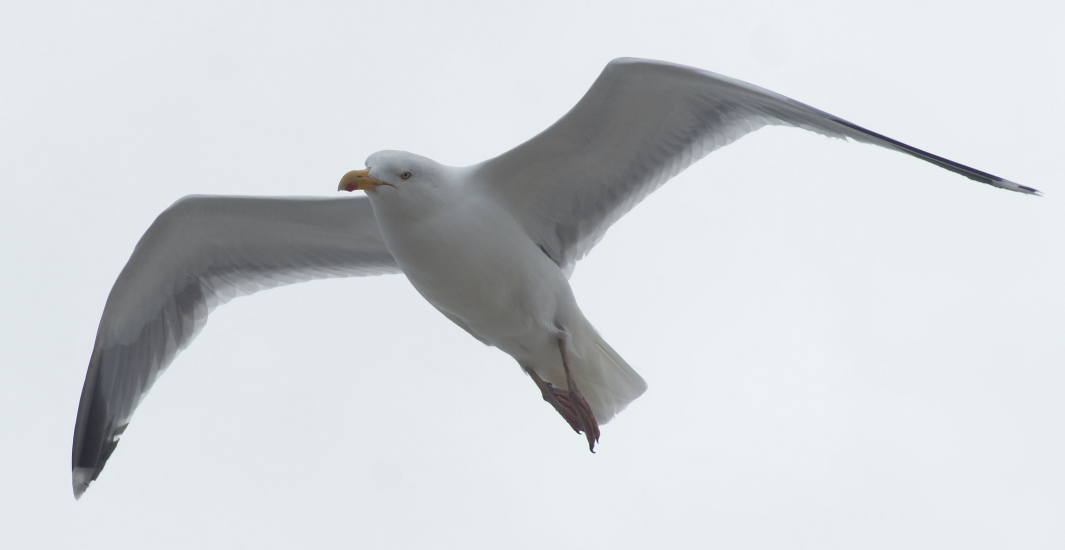 Möwe im Flug