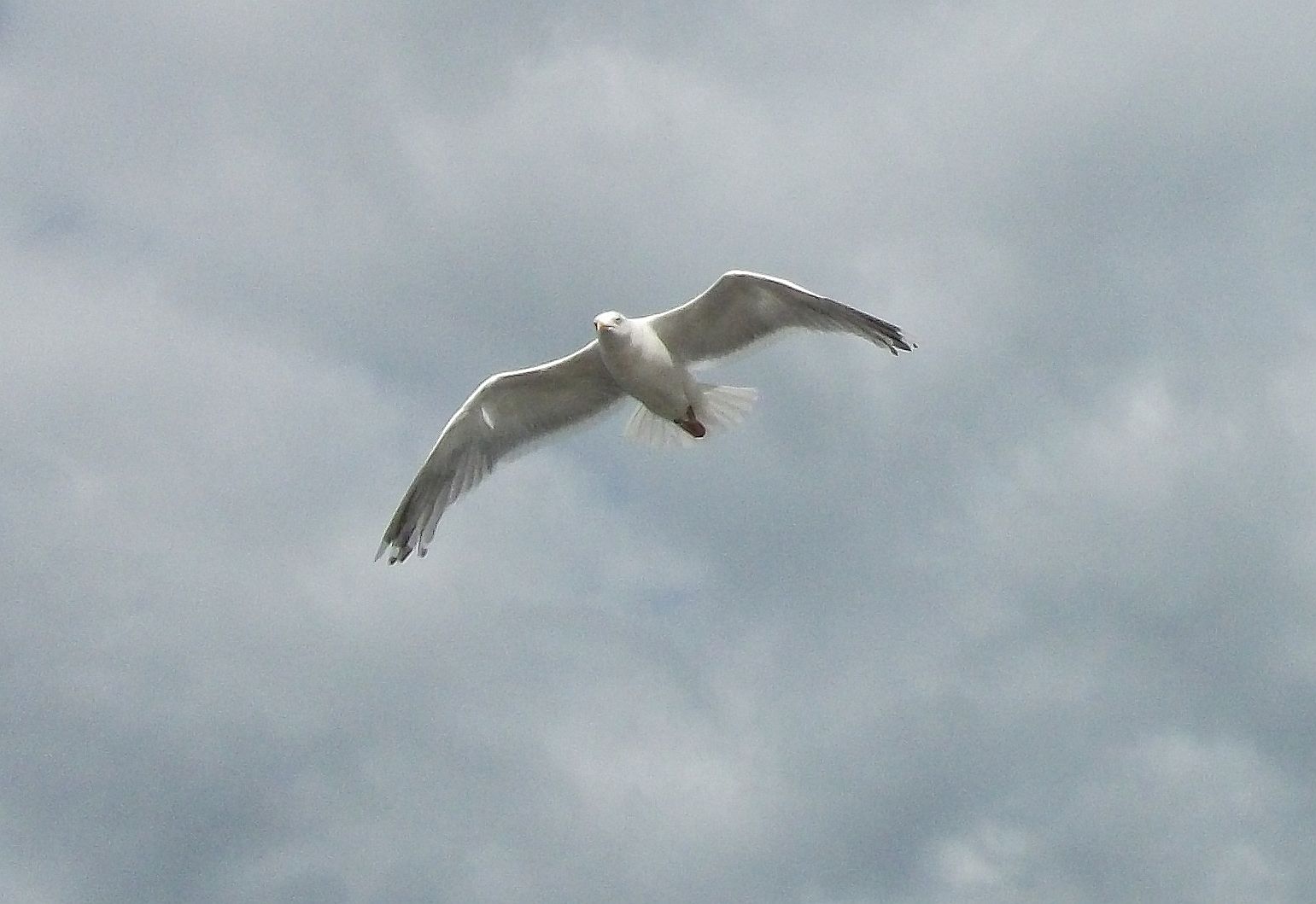 Möwe im Flug