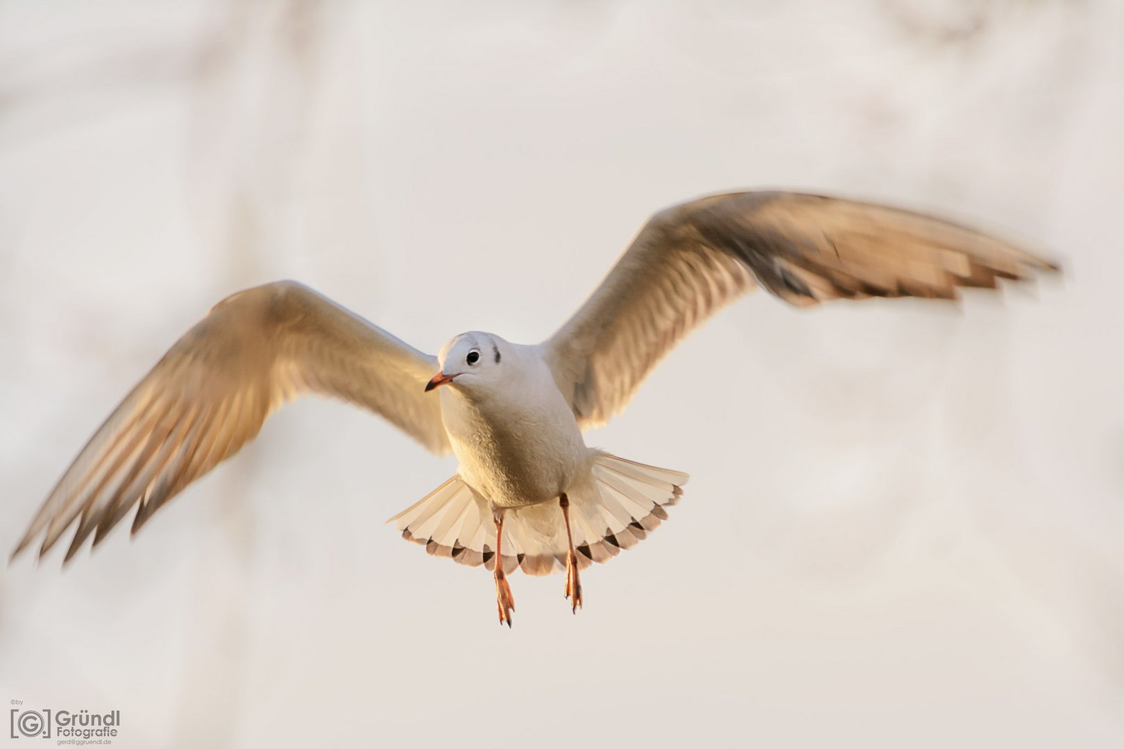 Möwe im Flug ...