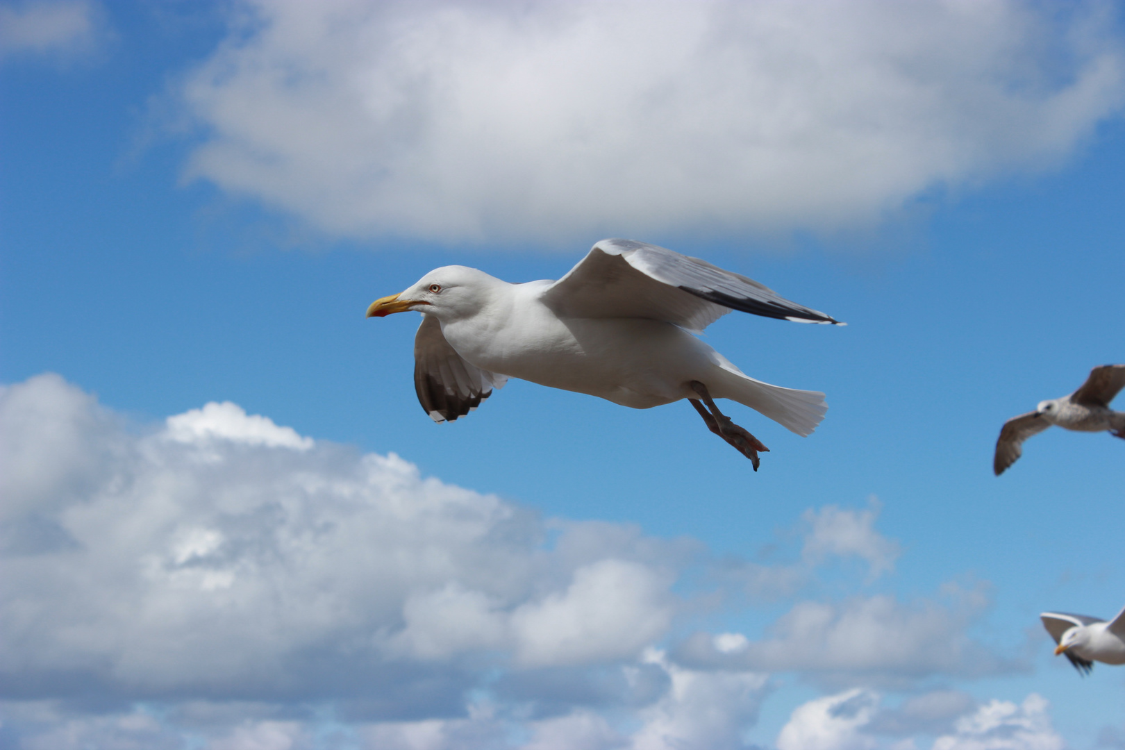 Möwe im Flug