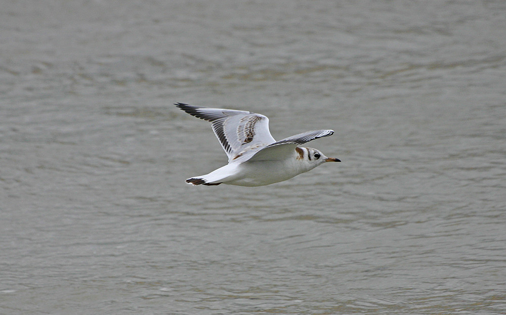 Möwe im Flug