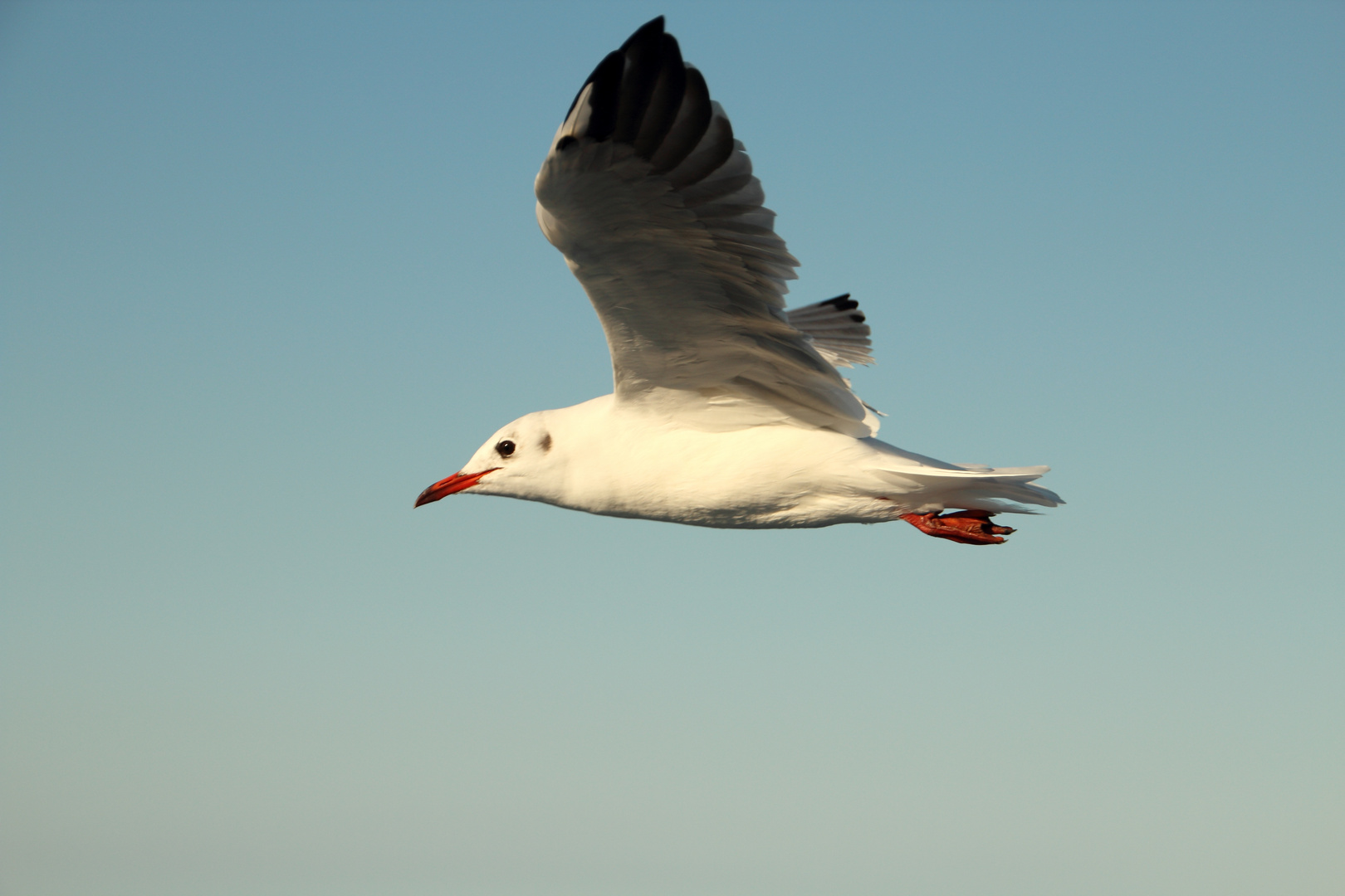 Möwe im Flug 3