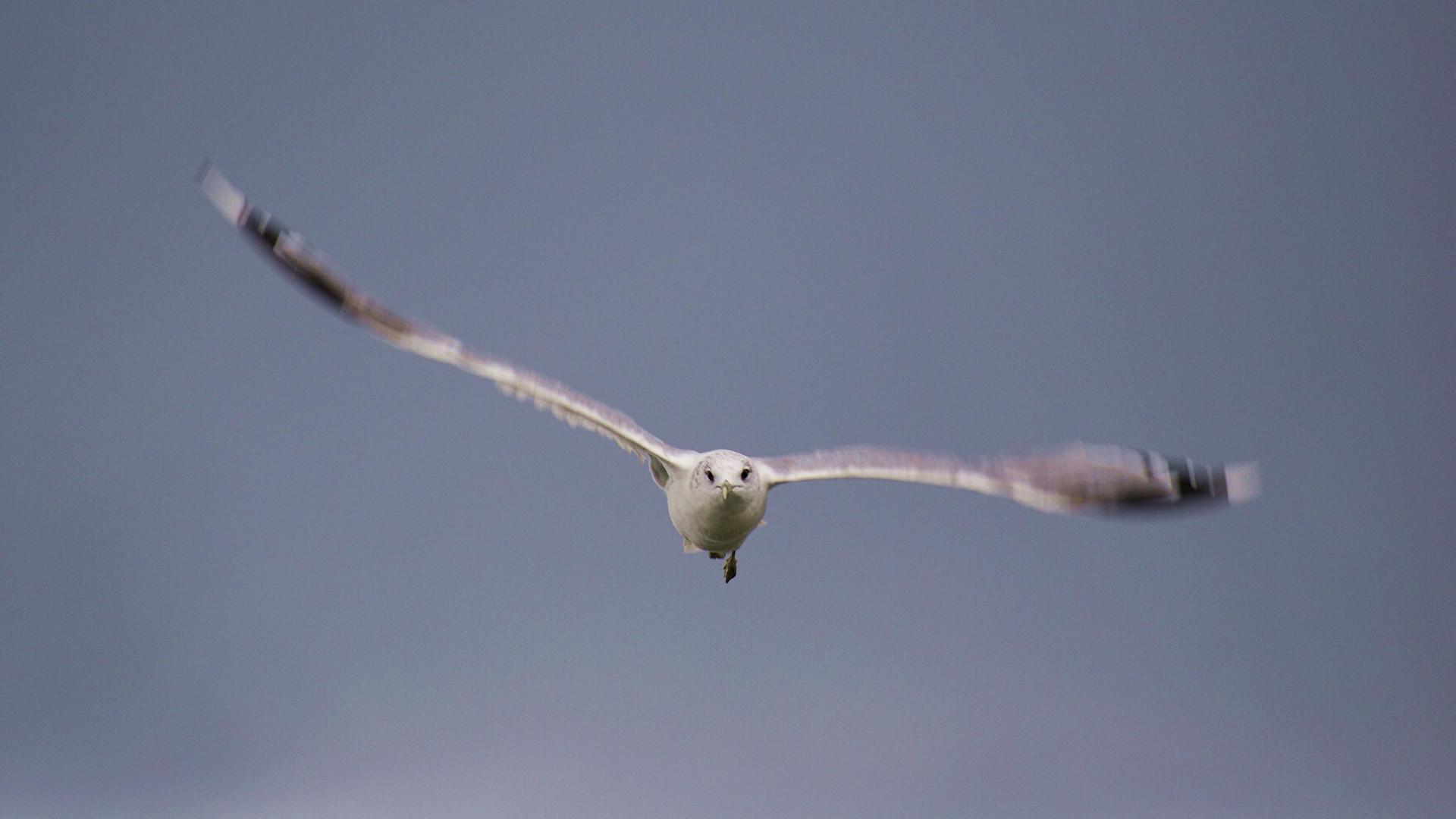 Möwe im Flug