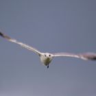 Möwe im Flug