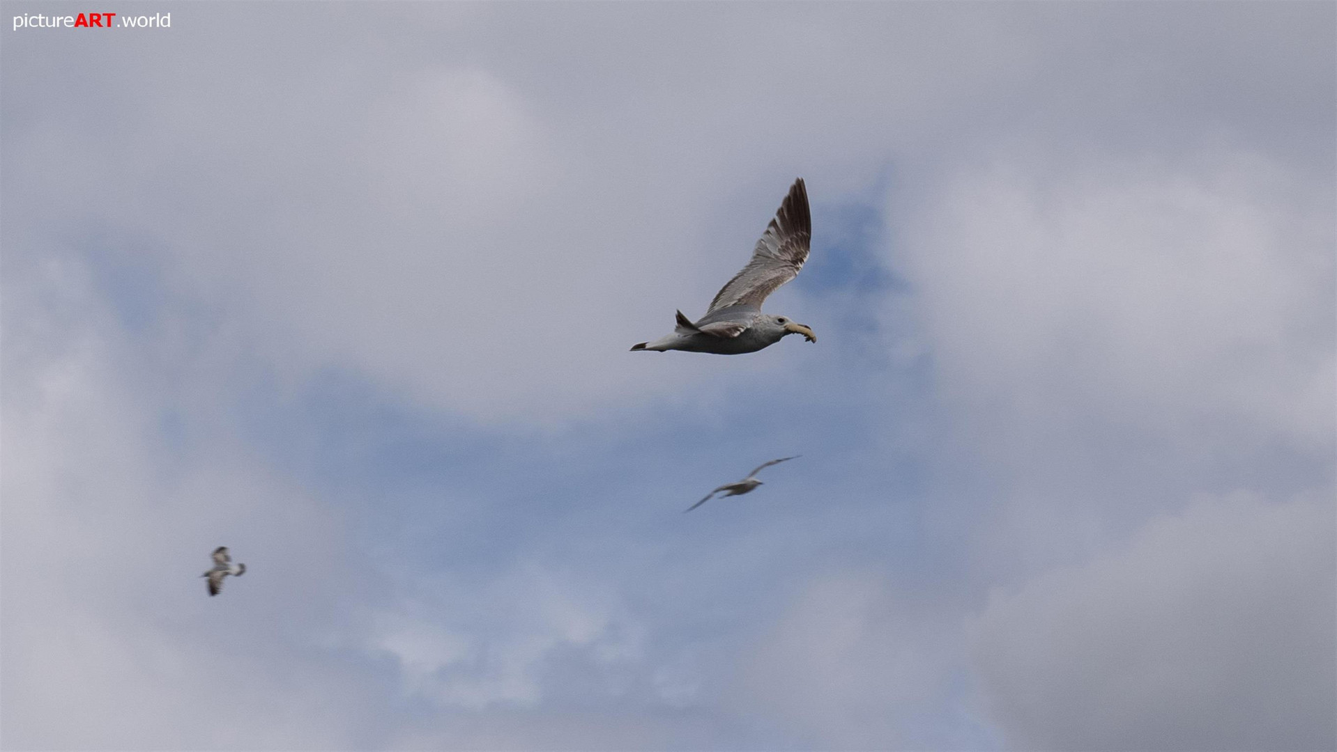 Möwe im Flug