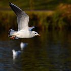 Möwe im Flug