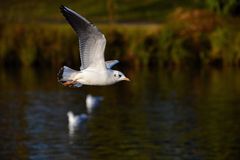 Möwe im Flug