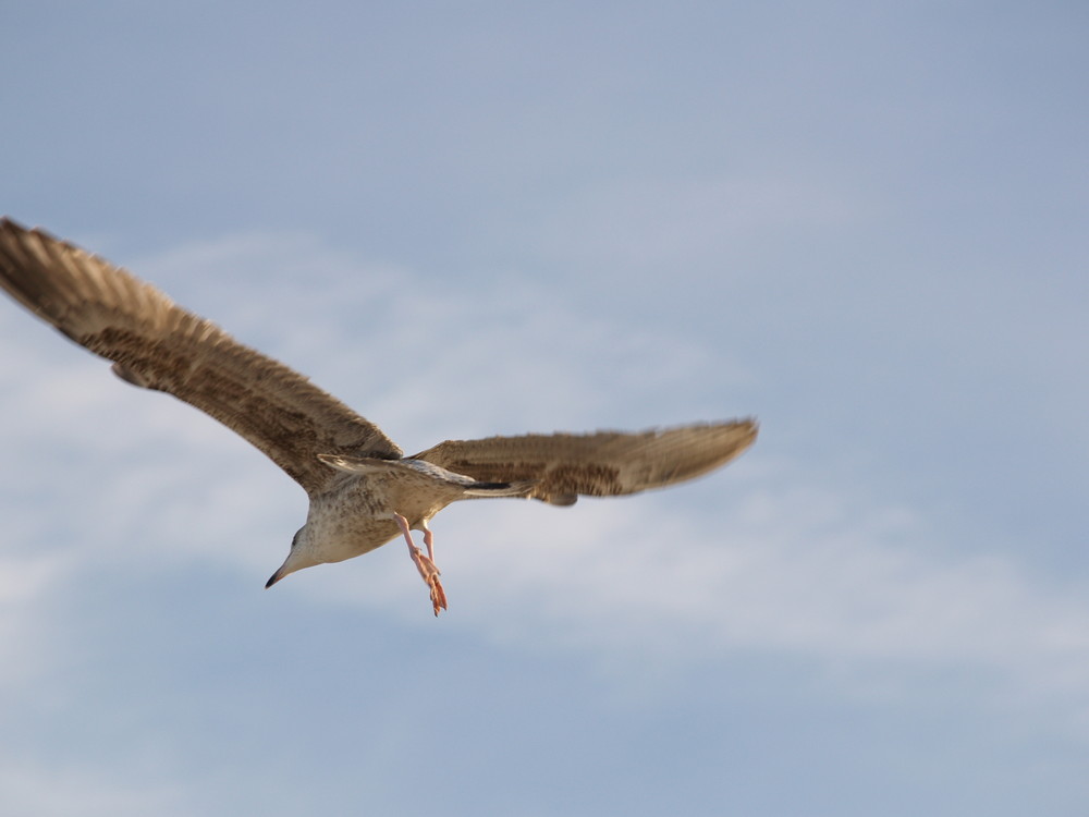 Möwe im Flug