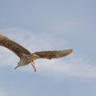 Möwe im Flug