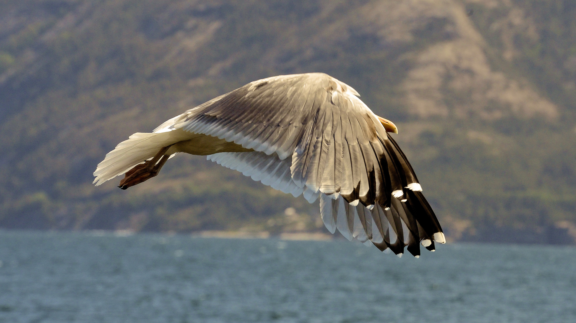 Möwe im Flug