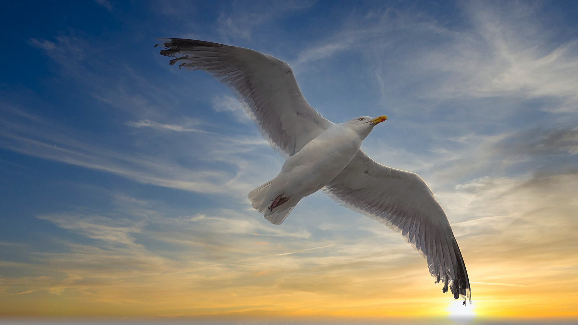 Möwe im Flug