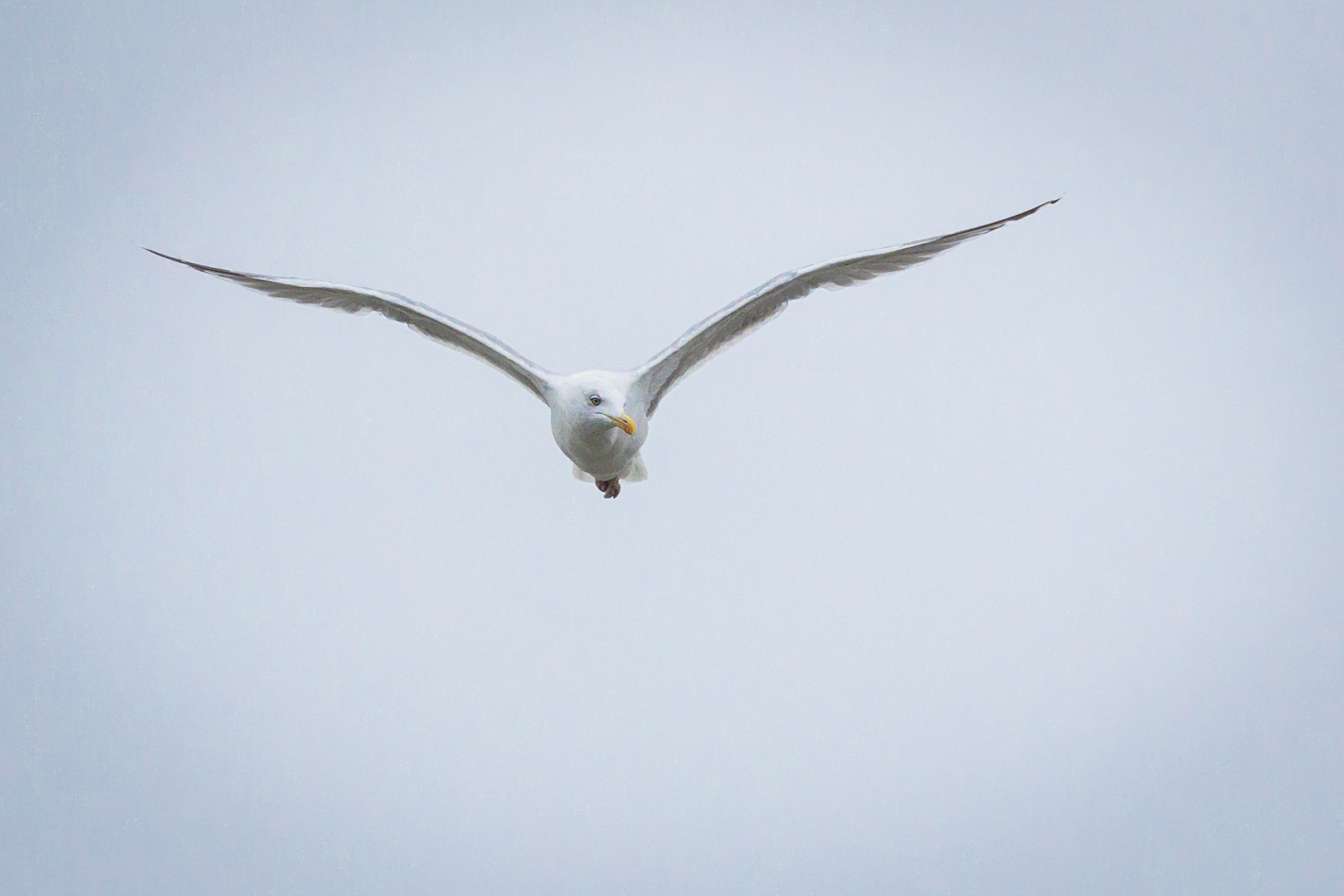 Möwe im Flug