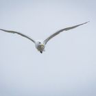 Möwe im Flug