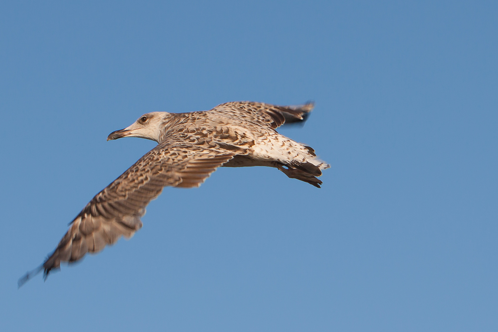 Möwe im Flug