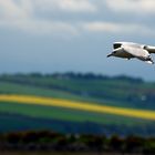 Möwe im Flug