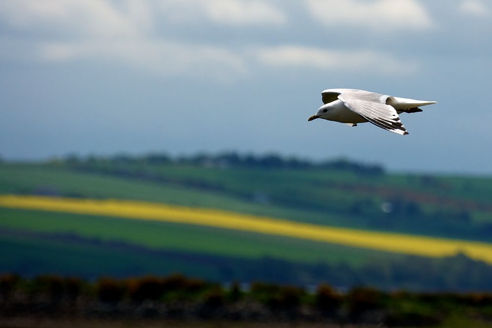 Möwe im Flug