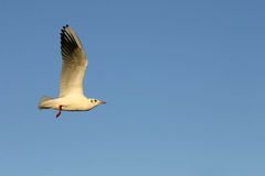 Möwe im Flug