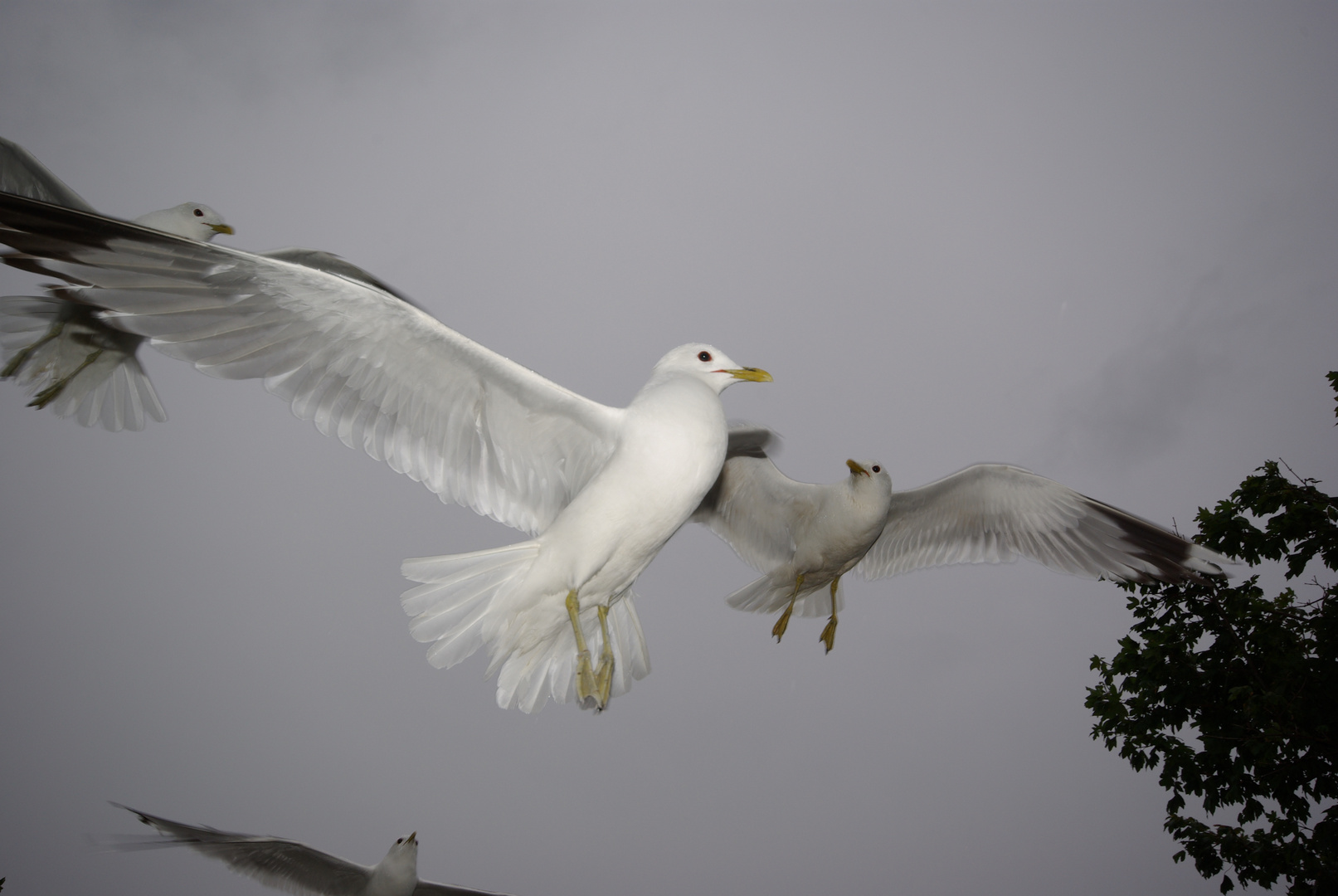 Möwe im Flug