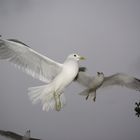 Möwe im Flug