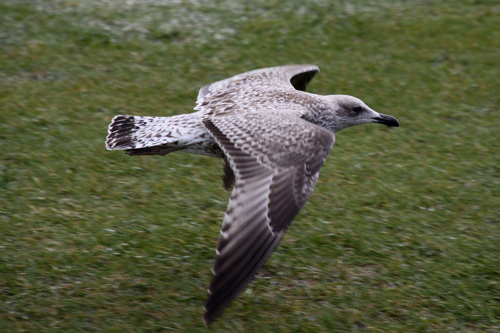 Möwe im Flug