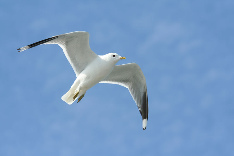 Möwe im Flug