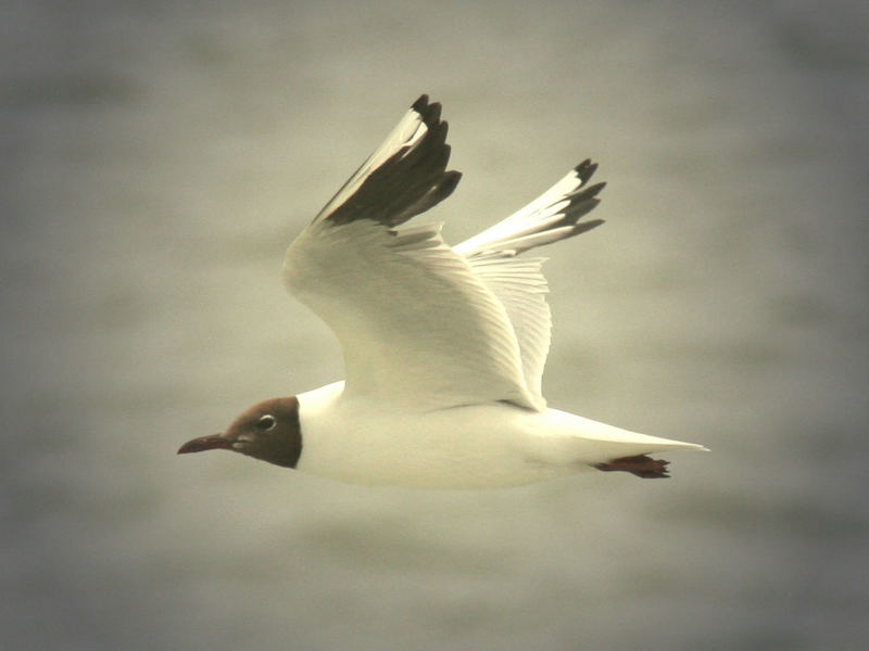 Möwe im Flug