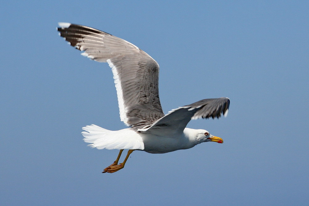 Möwe im Flug