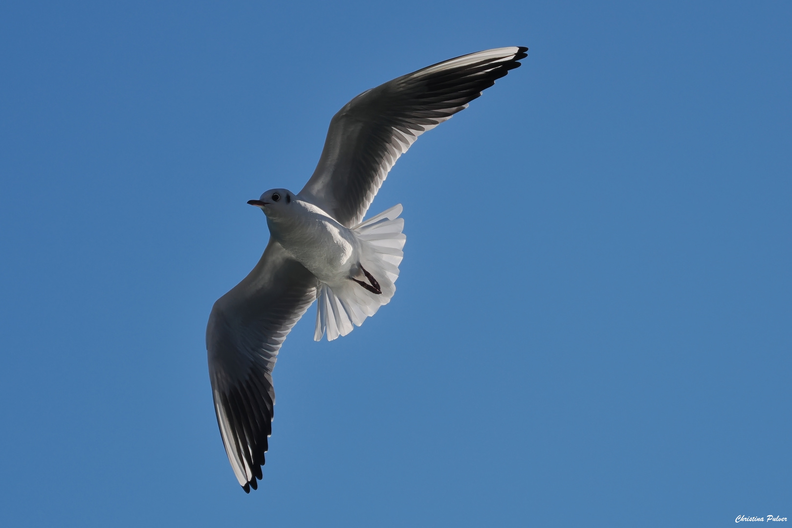 Möwe im Flug