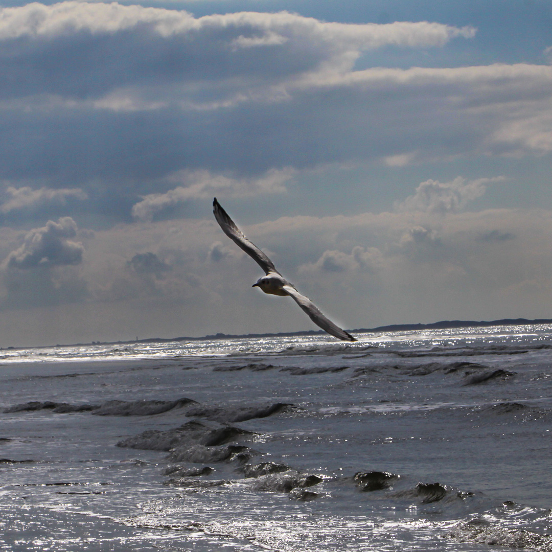 Möwe im Flug