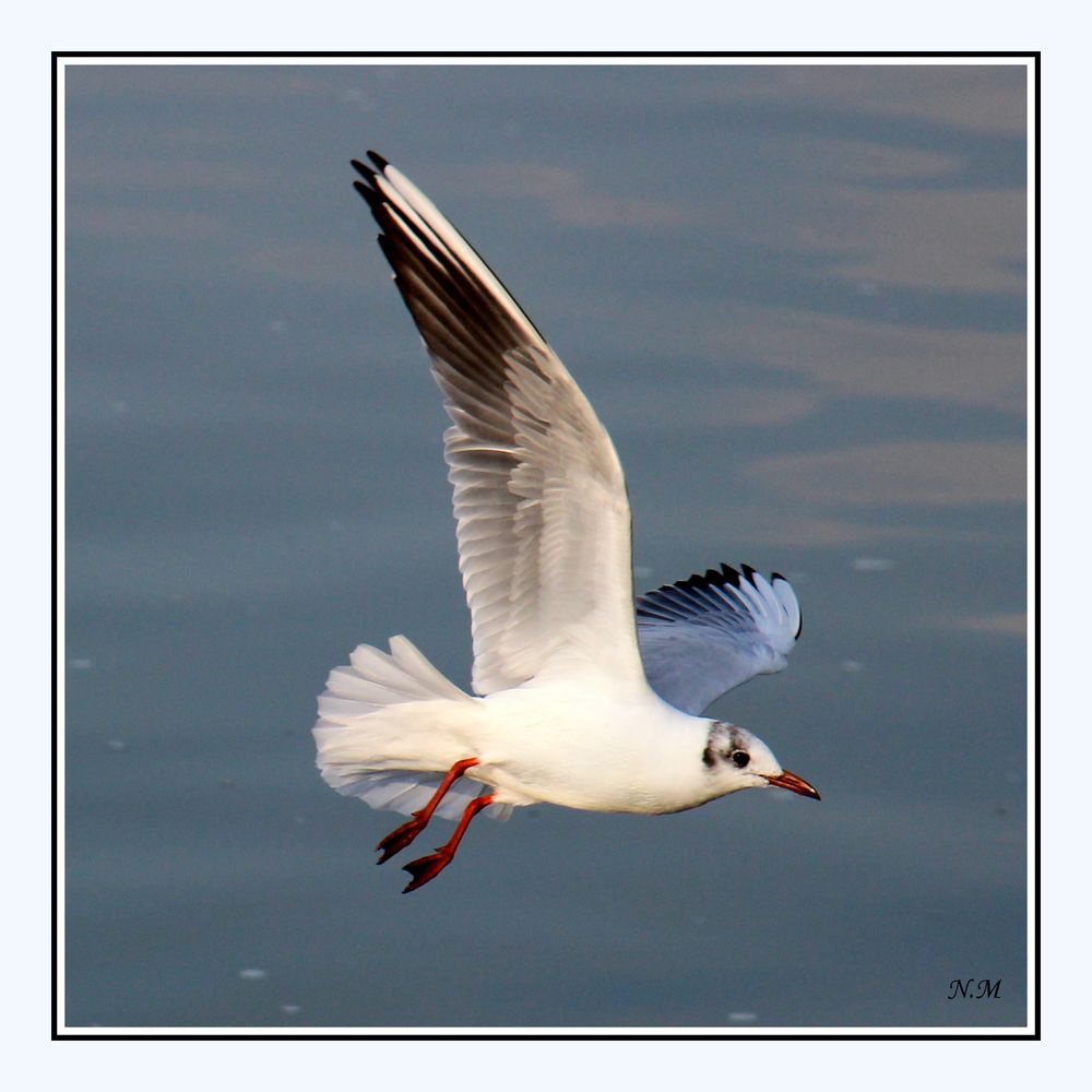 Möwe im Flug