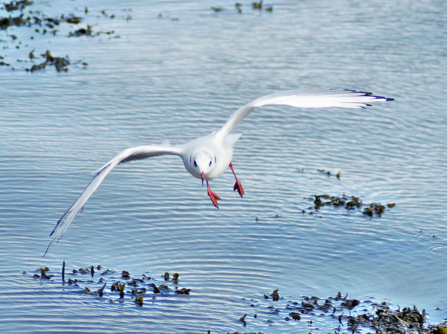 Möwe im Flug