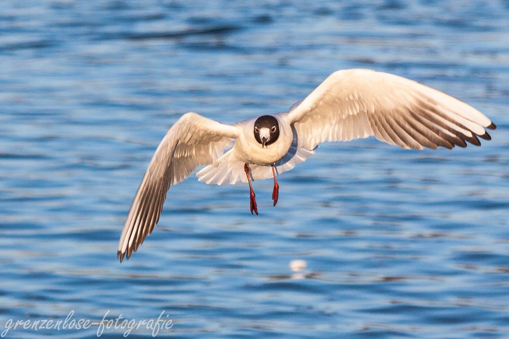 Möwe im Flug