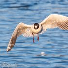 Möwe im Flug