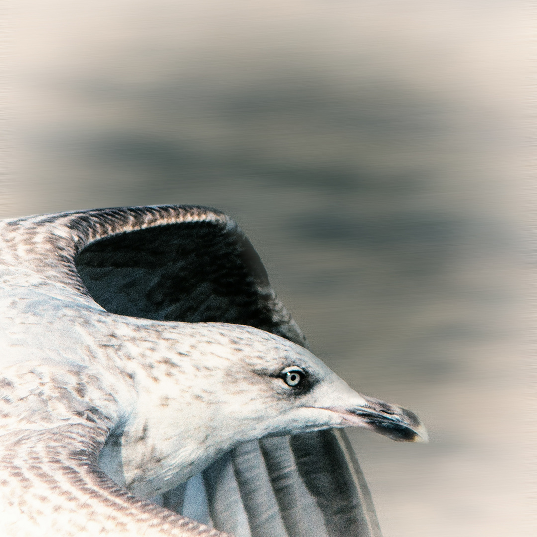 Möwe im Flug