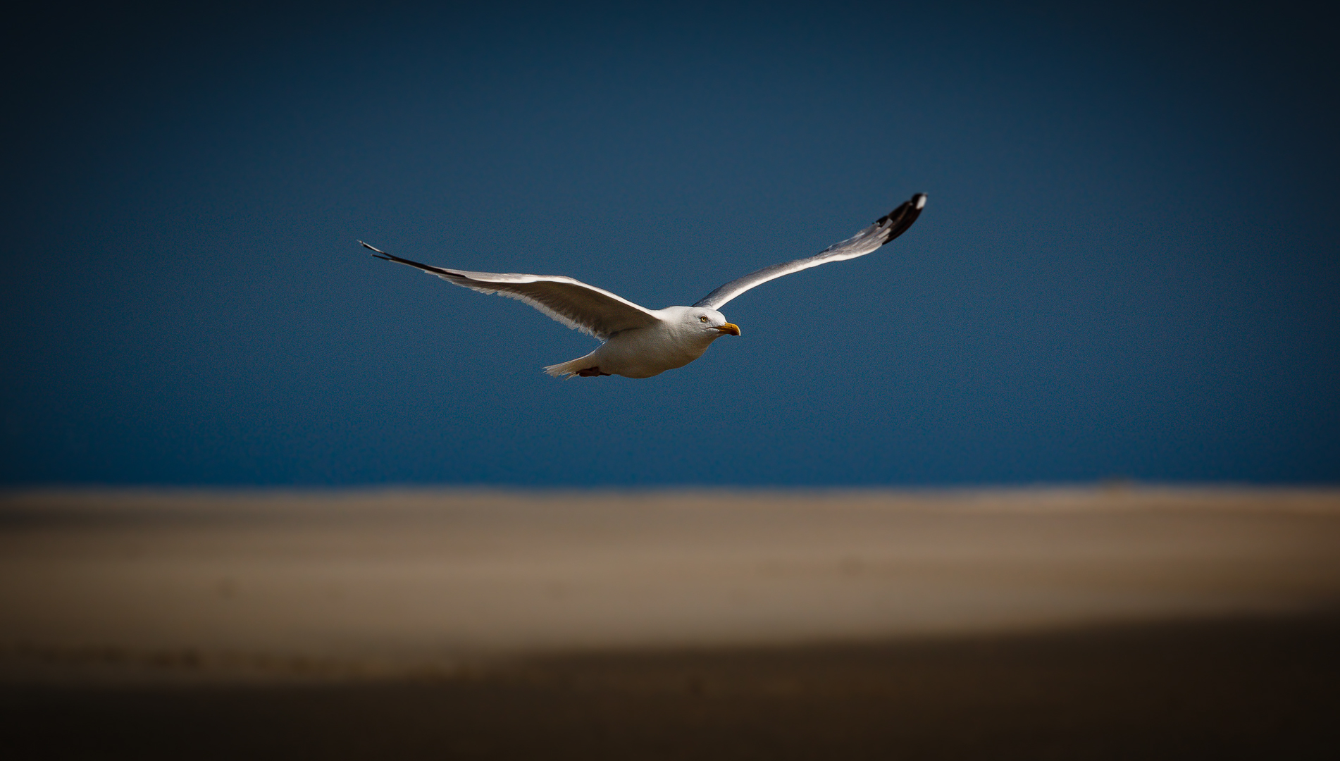 Möwe im Flug