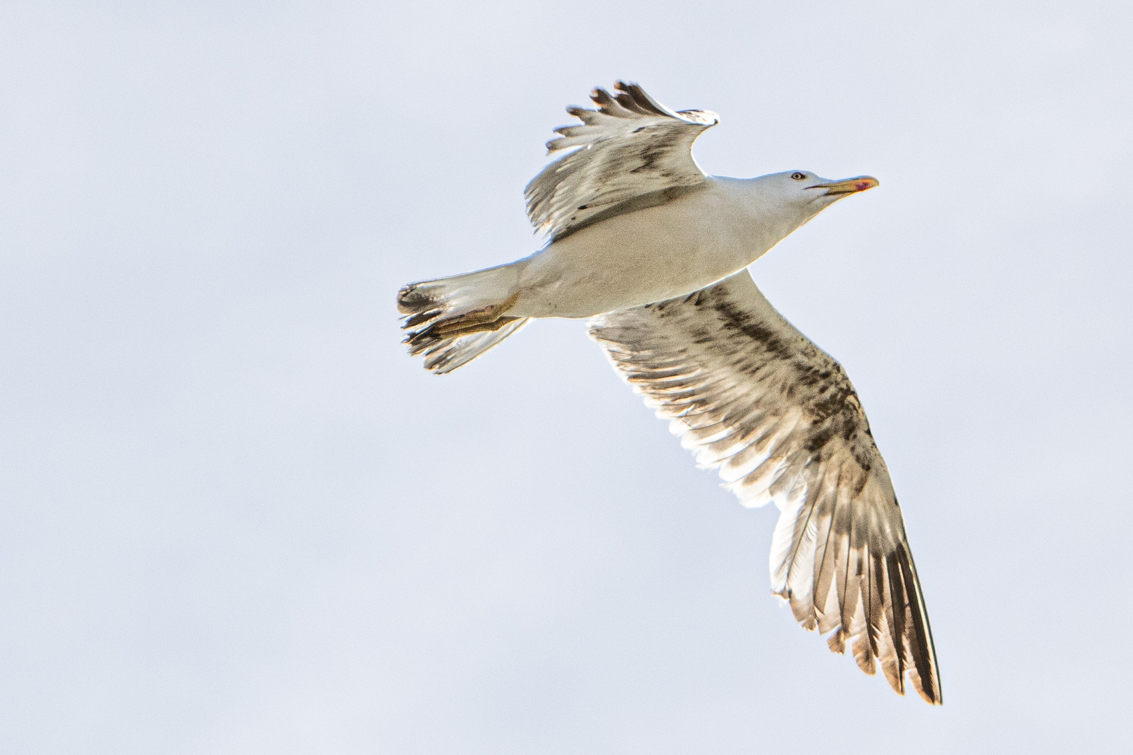 Möwe im Flug