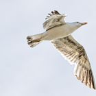 Möwe im Flug