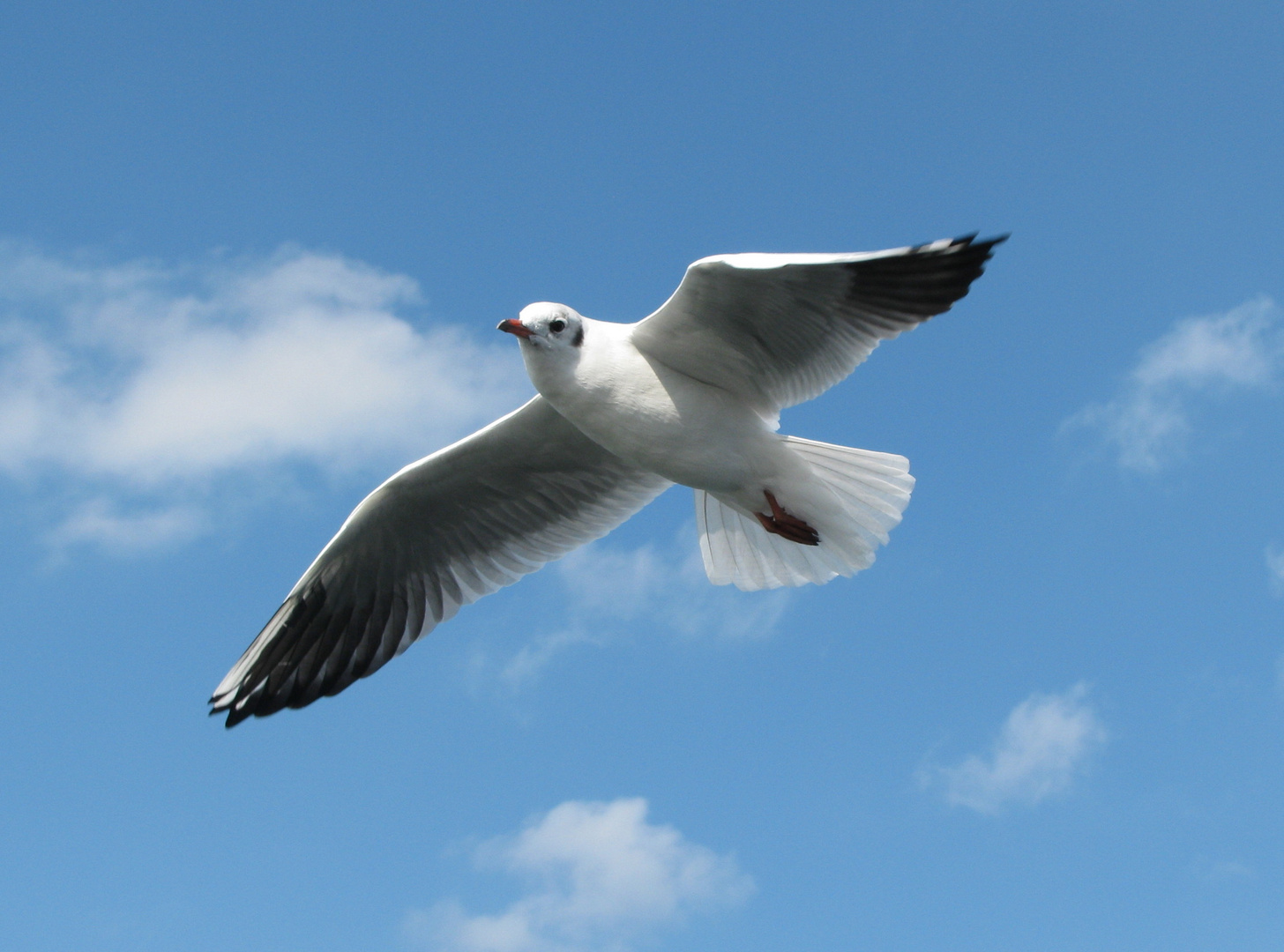 Möwe im Flug