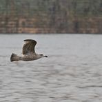 Möwe im Flug