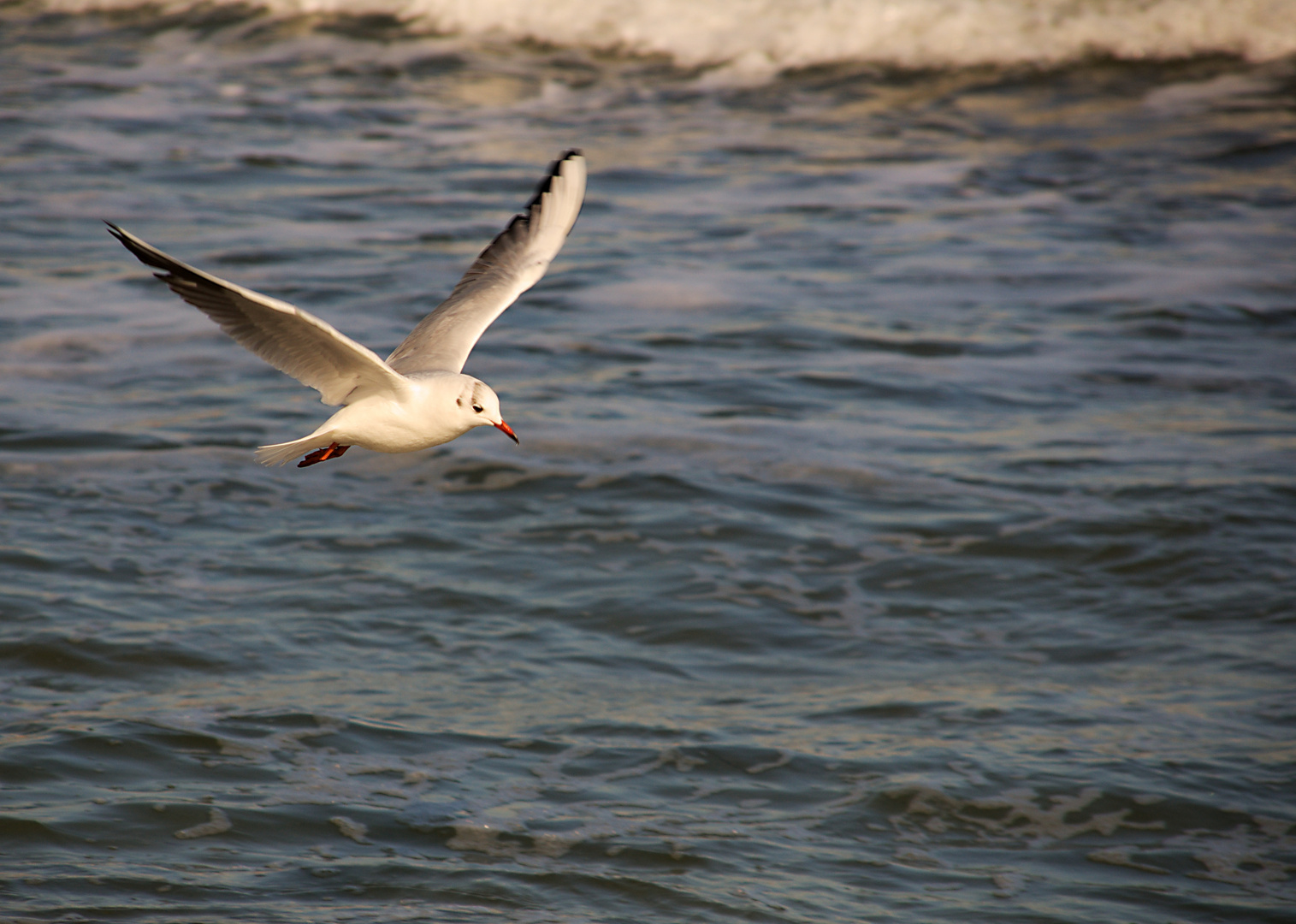 Möwe im Flug