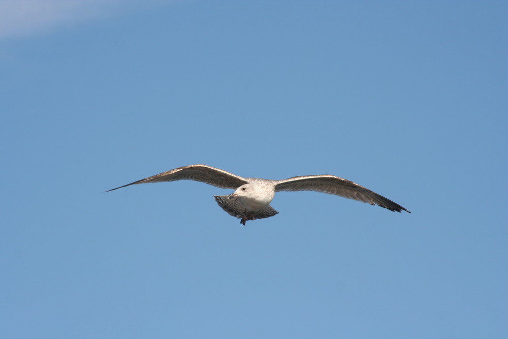 Möwe im Flug