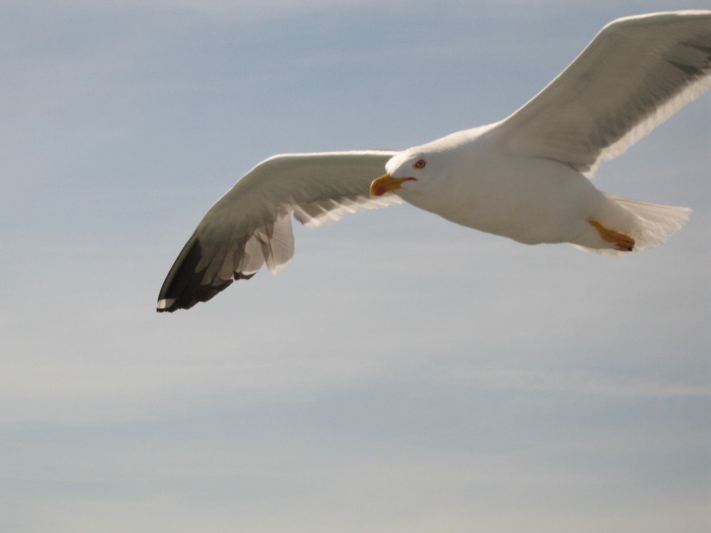 Möwe im Flug